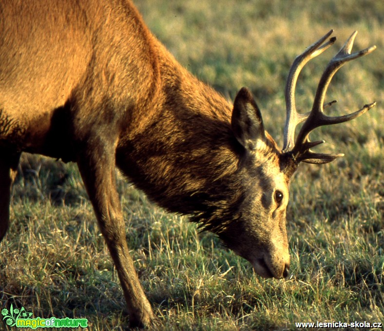 Jelen sika - Cervus nippon - Foto Gerd Ritschel (5)