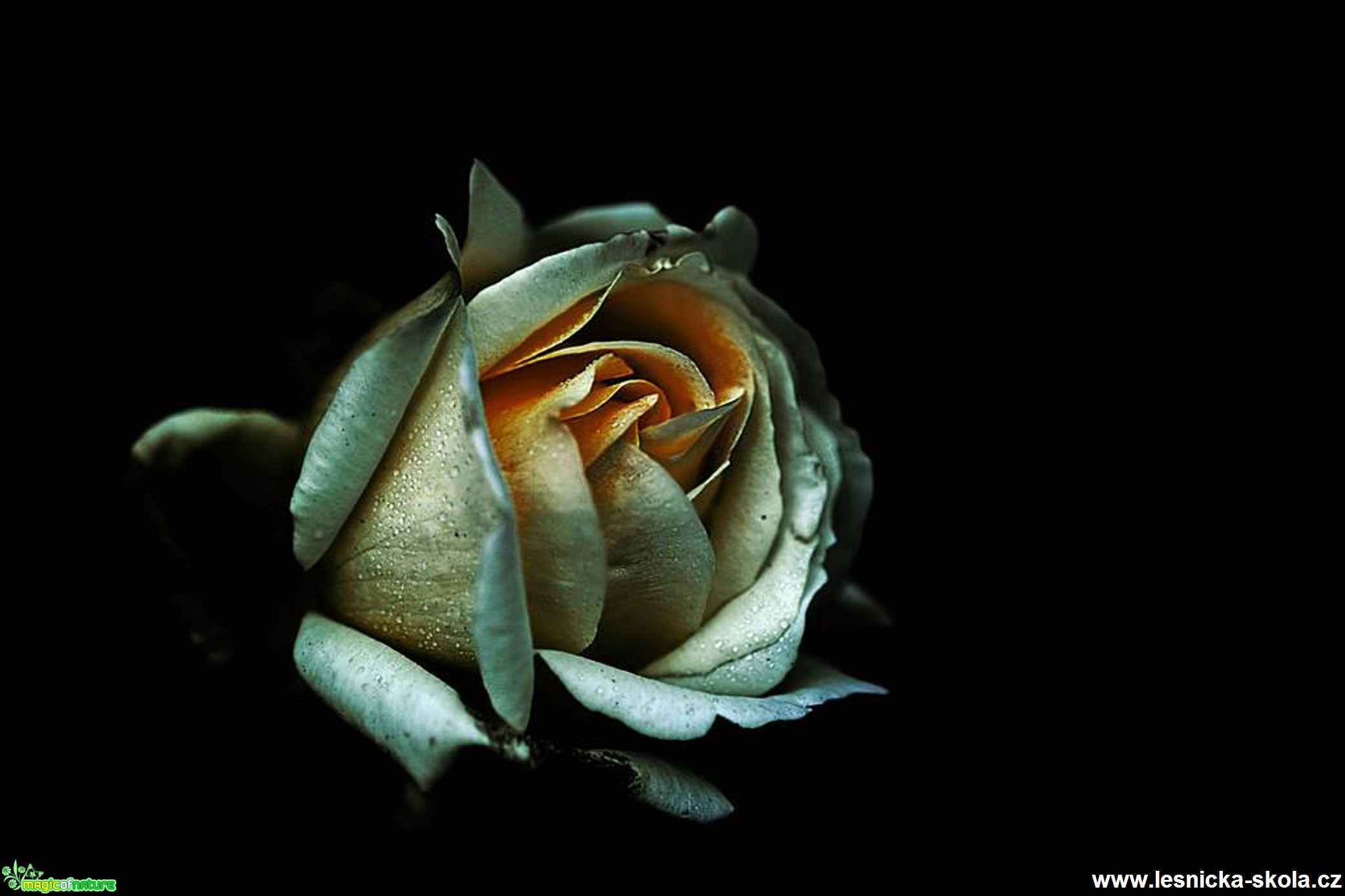 Květ růže - Foto Jana Vondráčková