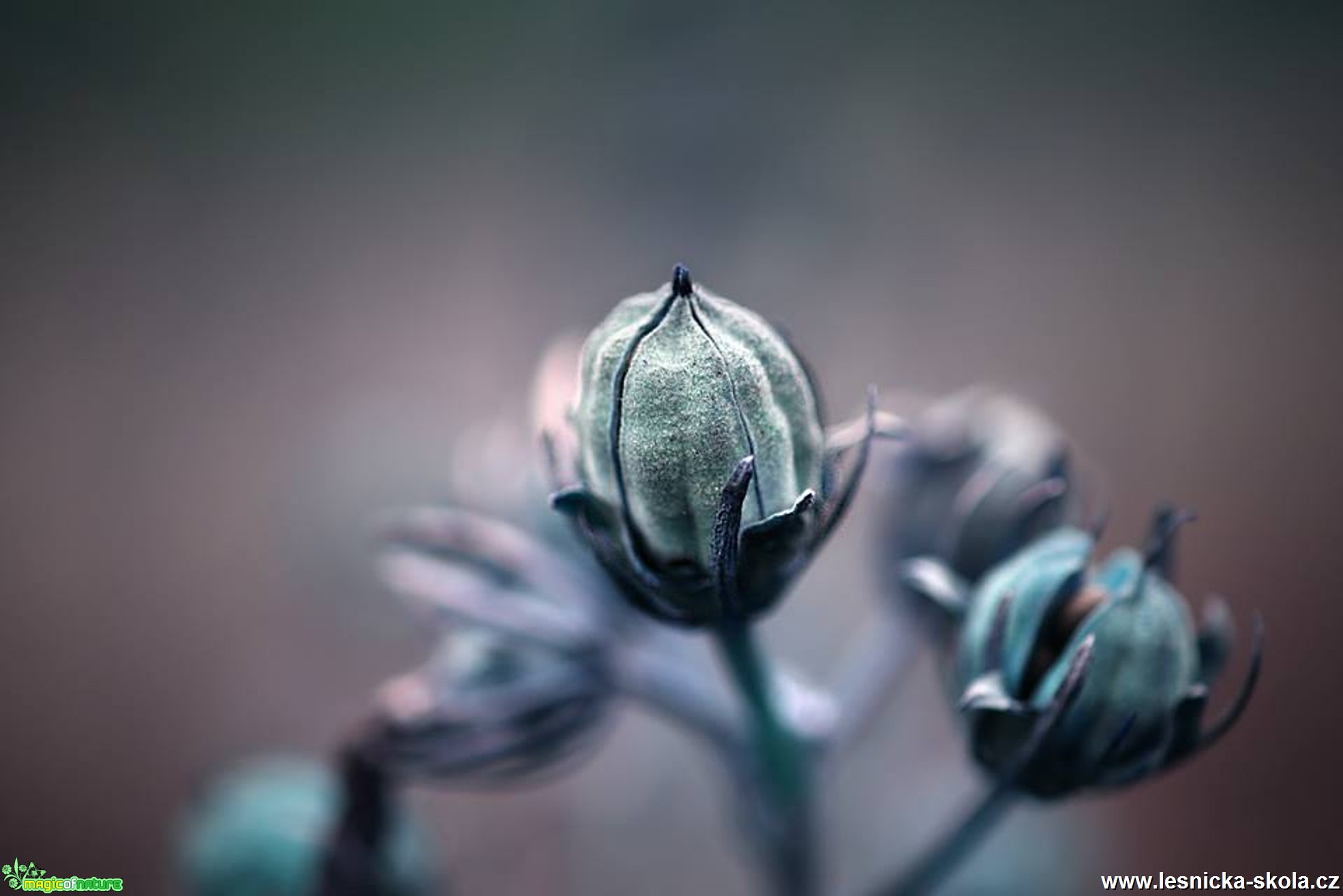 Roste kolem nás - Foto Jana Vondráčková (1)