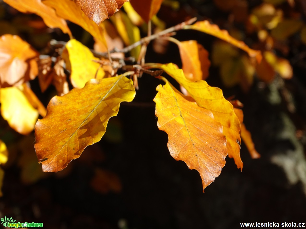 Krása podzimu - Foto Karel Kříž