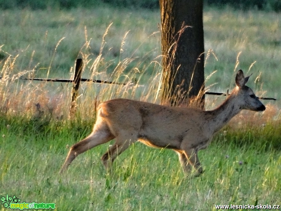 Srnec obecný - Capreolus capreolus - srna - Foto Karel Kříž (2)