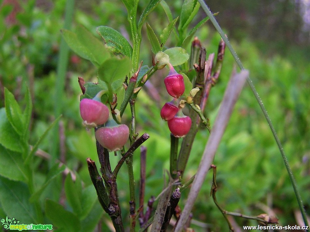 Brusnice borůvka - Vaccinium myrtillus - Foto Vladimír Petřina