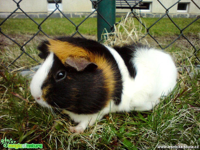 Morče domácí - Cavia aperea porcellus (rozeta) - Foto Kristýna Pekárková