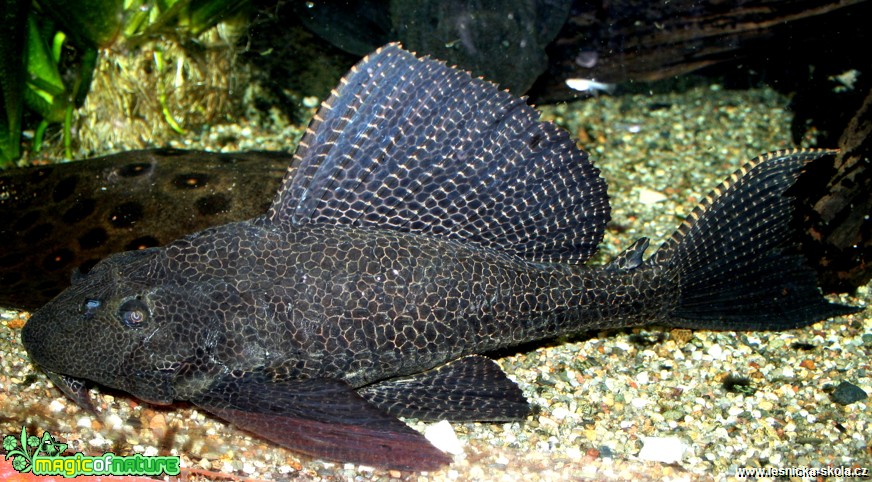 Krunýřovec velkoploutvý -  Plegostoma gibiceps - Foto David Hlinka (3)