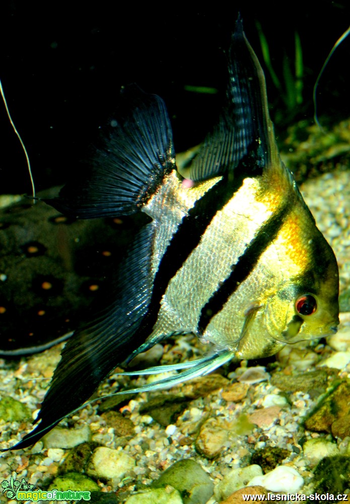 Skalára - Pterophyllum - Foto David Hlinka (1)