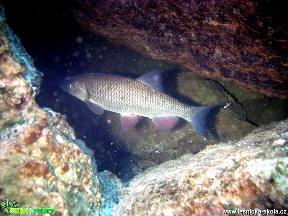 Kapr obecný - Cyprinus carpio - Foto Tomáš Kunze