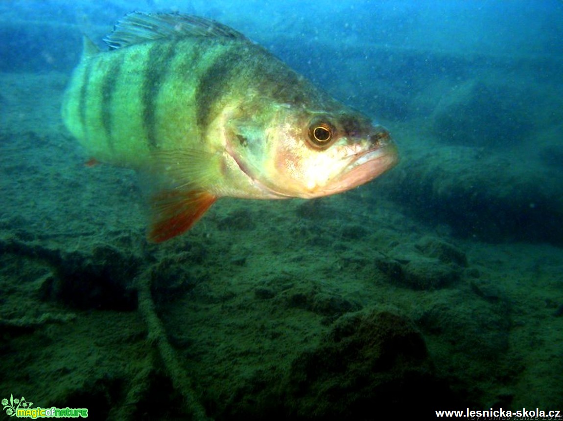 Okoun říční - Perca fluviatilis - Foto Tomáš Kunze