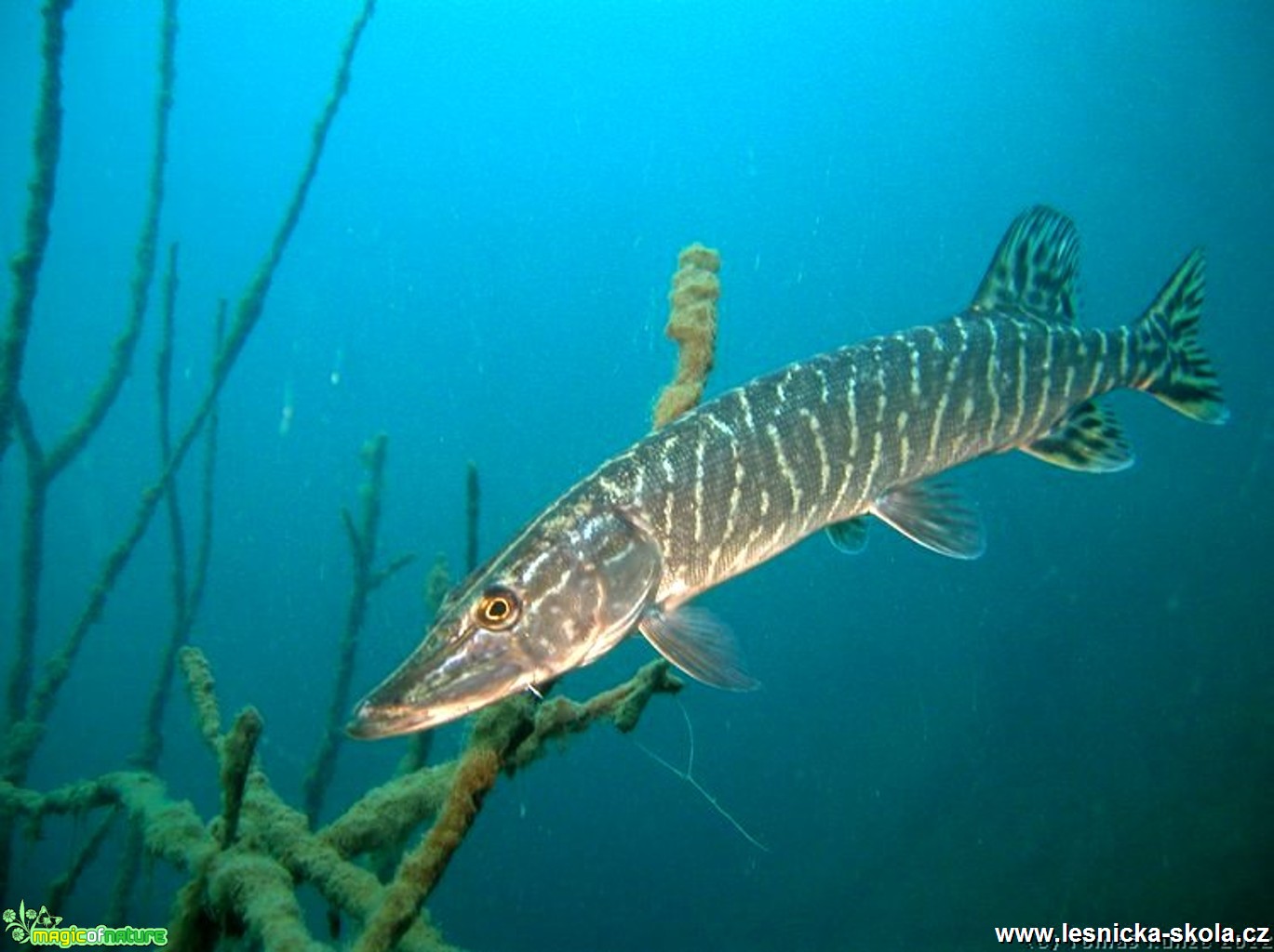 Štika obecná - Esox lucius - Foto Tomáš Kunze (1)