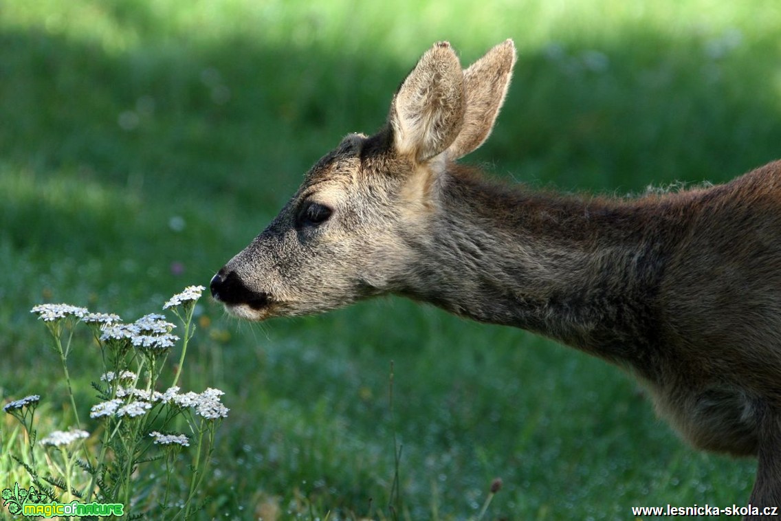 Srnec obecný- Capreolus capreolus - Foto Vladimír Petřina (1) 