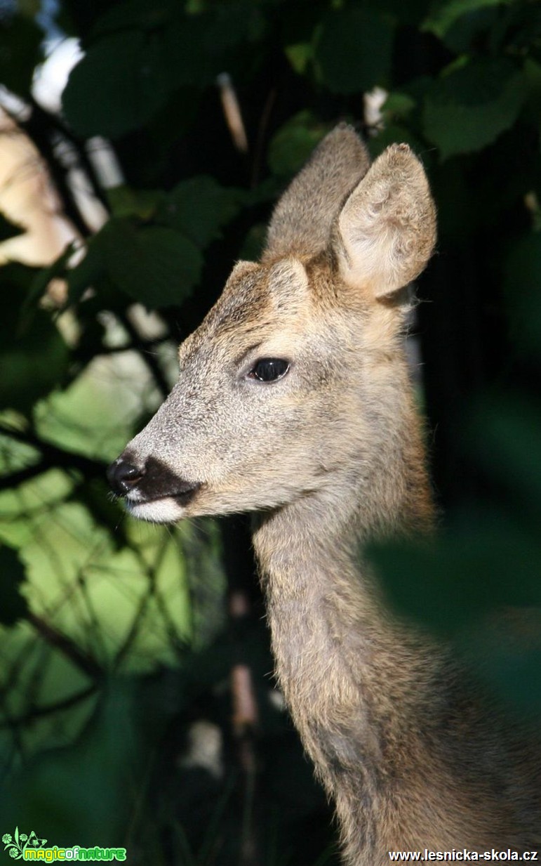 Srnec obecný - Capreolus capreolus - Foto Vladimír Petřina