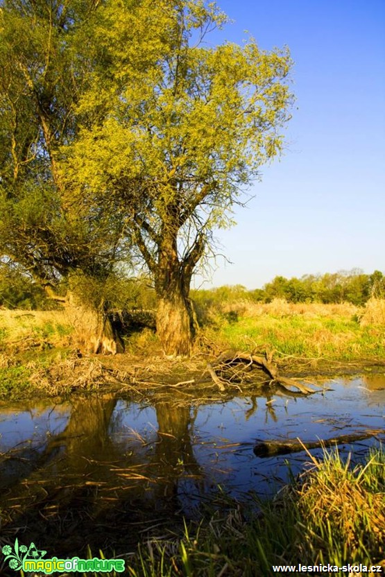 U vody - Foto Jozef Pitoňák