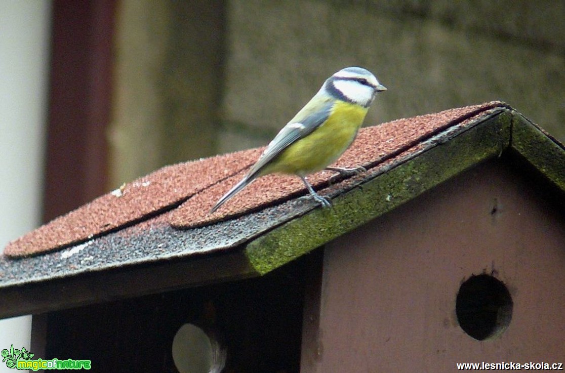 Sýkora modřinka - Parus caeruleus - Foto Pavel Stančík