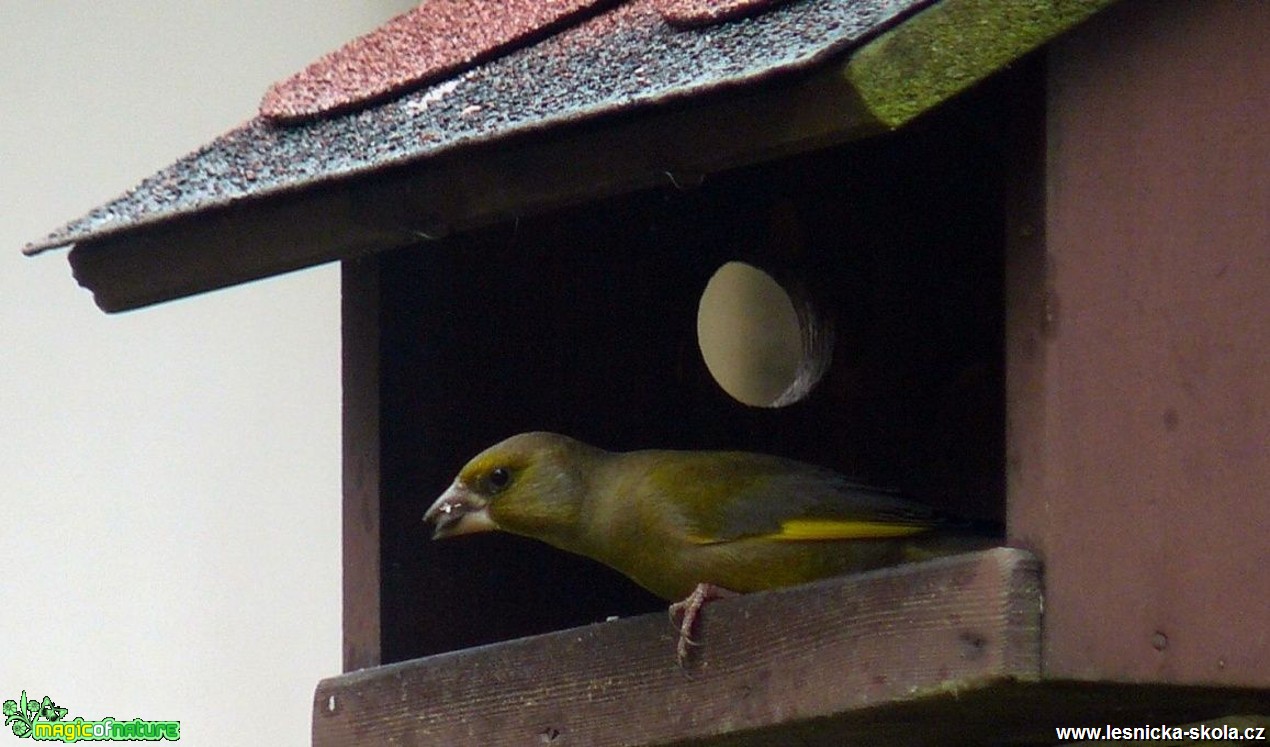 Zvonek zelený - Carduelis chloris - Foto Pavel Stančík