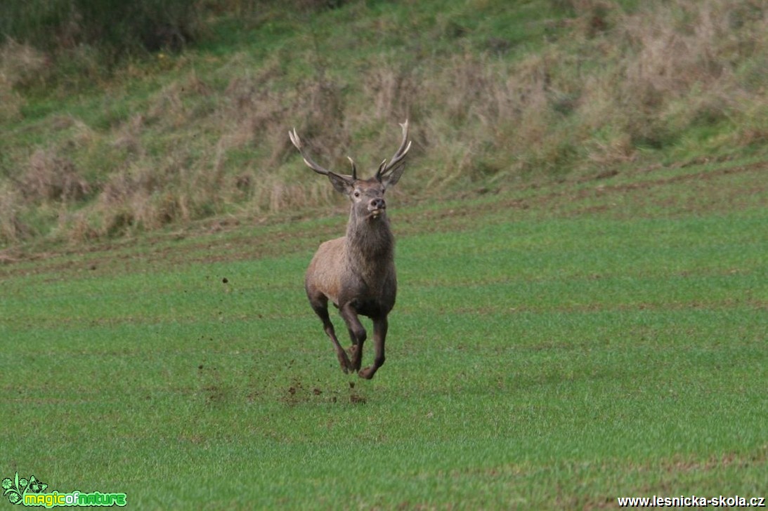 Jelen lesní - Cervus elaphus - Vladimír Petřina (1)