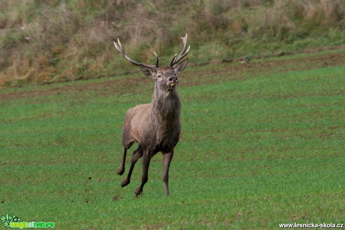 Jelen lesní - Cervus elaphus - Vladimír Petřina (2)