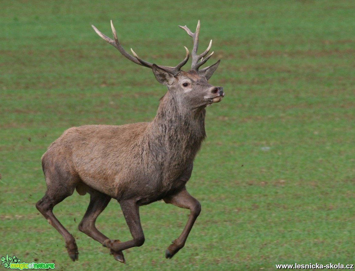 Jelen lesní - Cervus elaphus - Vladimír Petřina (3)