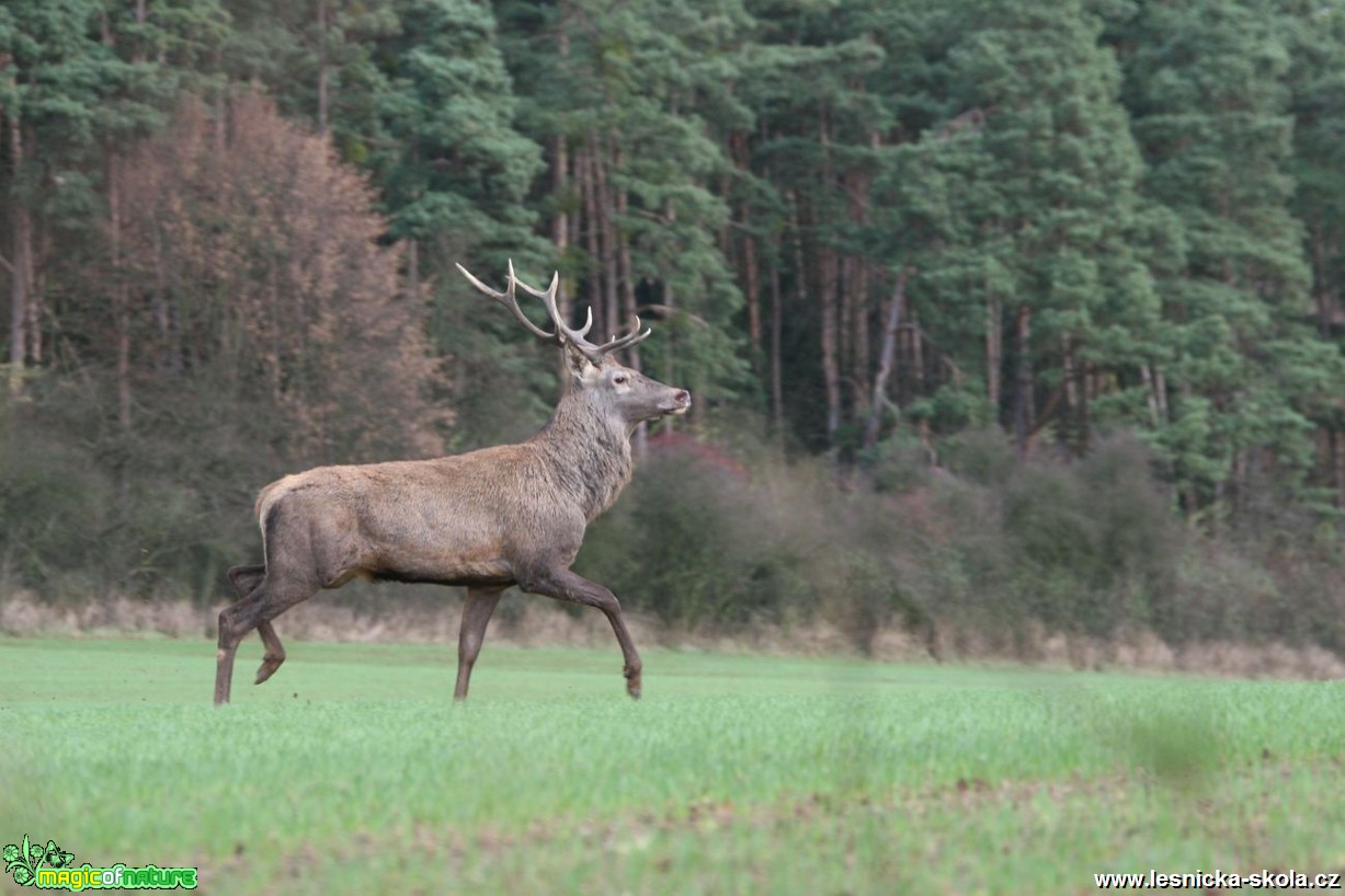 Jelen lesní - Cervus elaphus - Vladimír Petřina (5)