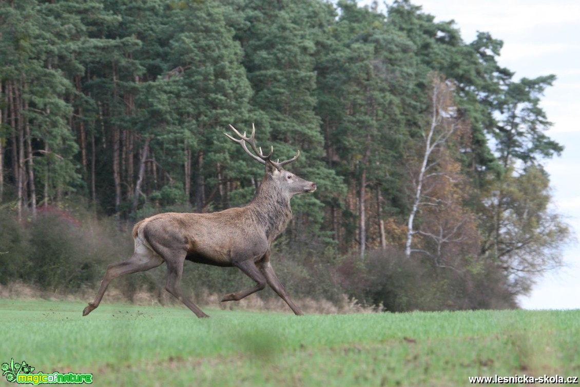 Jelen lesní - Cervus elaphus - Vladimír Petřina (6)