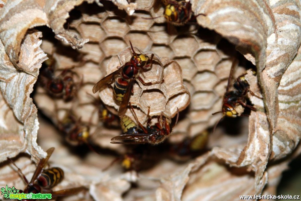 Sršeň obecná - Vespa crabro - Vladimír Petřina