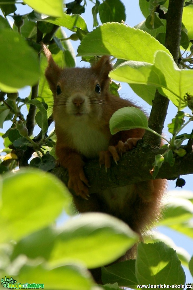 Veverka obecná -Sciurus vulgaris - Vladimír Petřina (2)