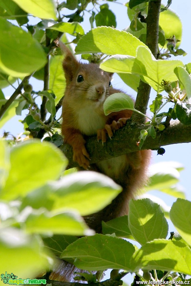 Veverka obecná - Sciurus vulgaris - Vladimír Petřina (1)