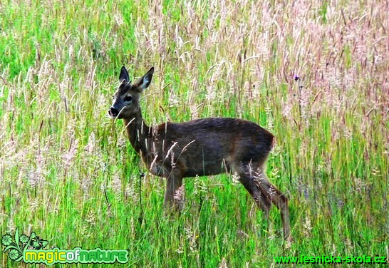 Srnec obecný - Capreolus capreolus - Foto Václav Víšek