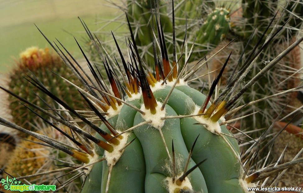 Stetsonia coryne - Foto Pavel Stančík