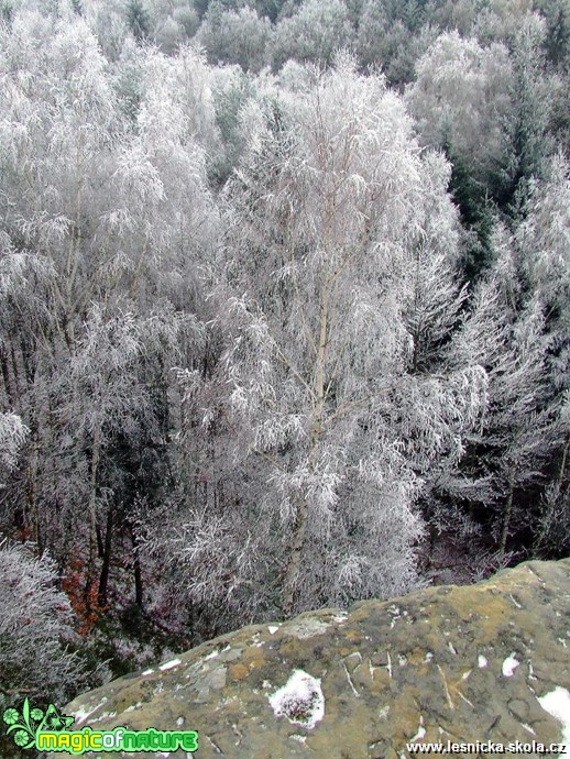 Prosinec na Novoborsku - Foto Petr Germanič (5)