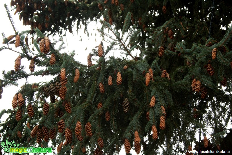 Smrk černý - Picea mariana - Foto David Hlinka (3)