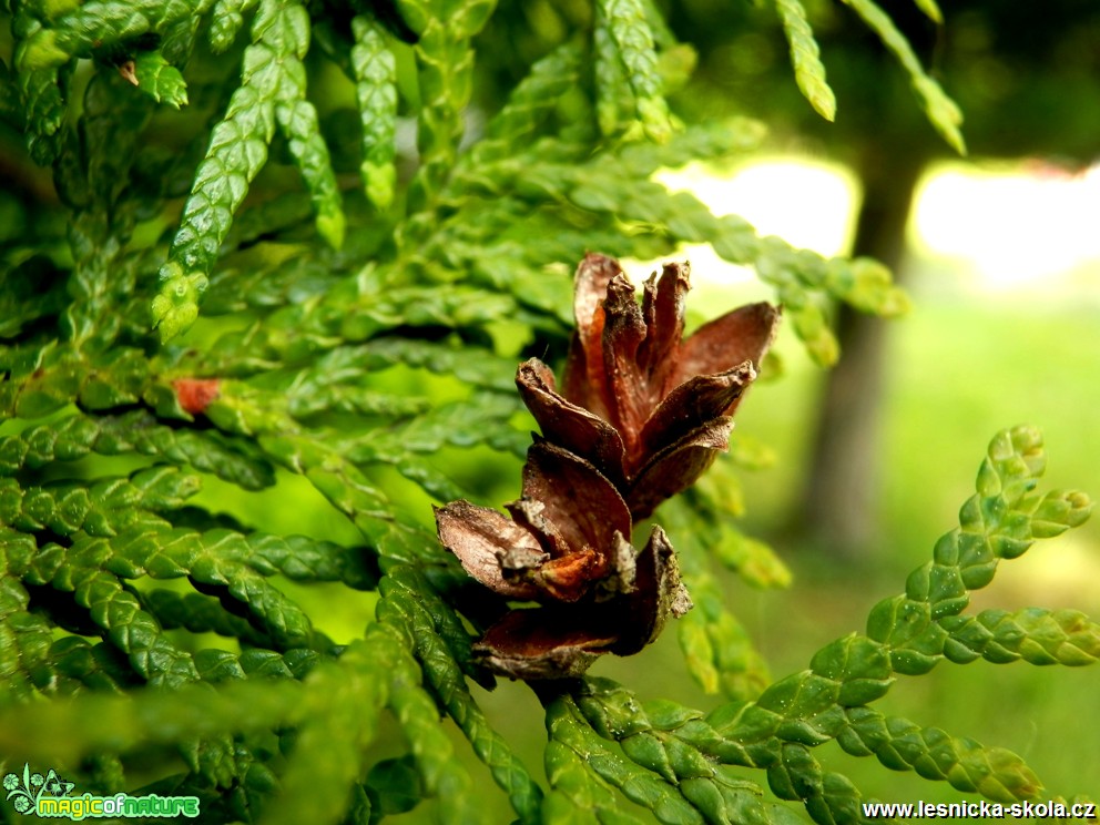 Zerav - Thuja - Foto David Hlinka