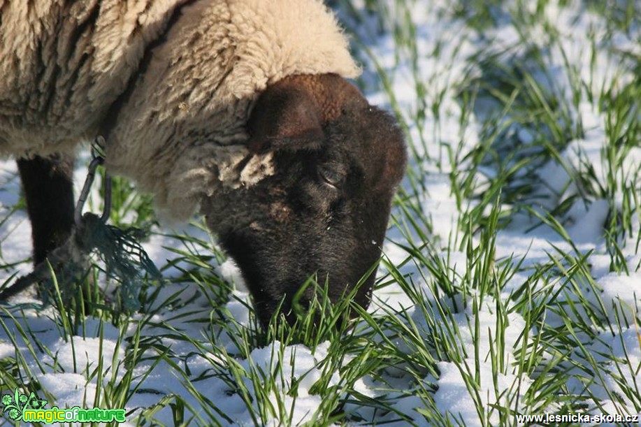 Ovce na zimní pastvě - Foto Ladislav Jonák (4)