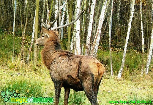 Jelen lesní - Cervus elaphus - Foto Václav Víšek