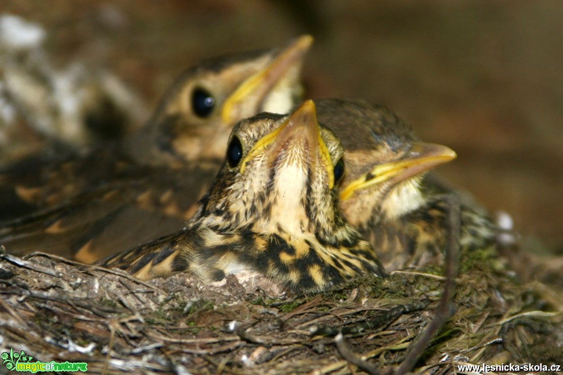 Kos černý - Turdus merula - Foto Vladimír Petřina (1)