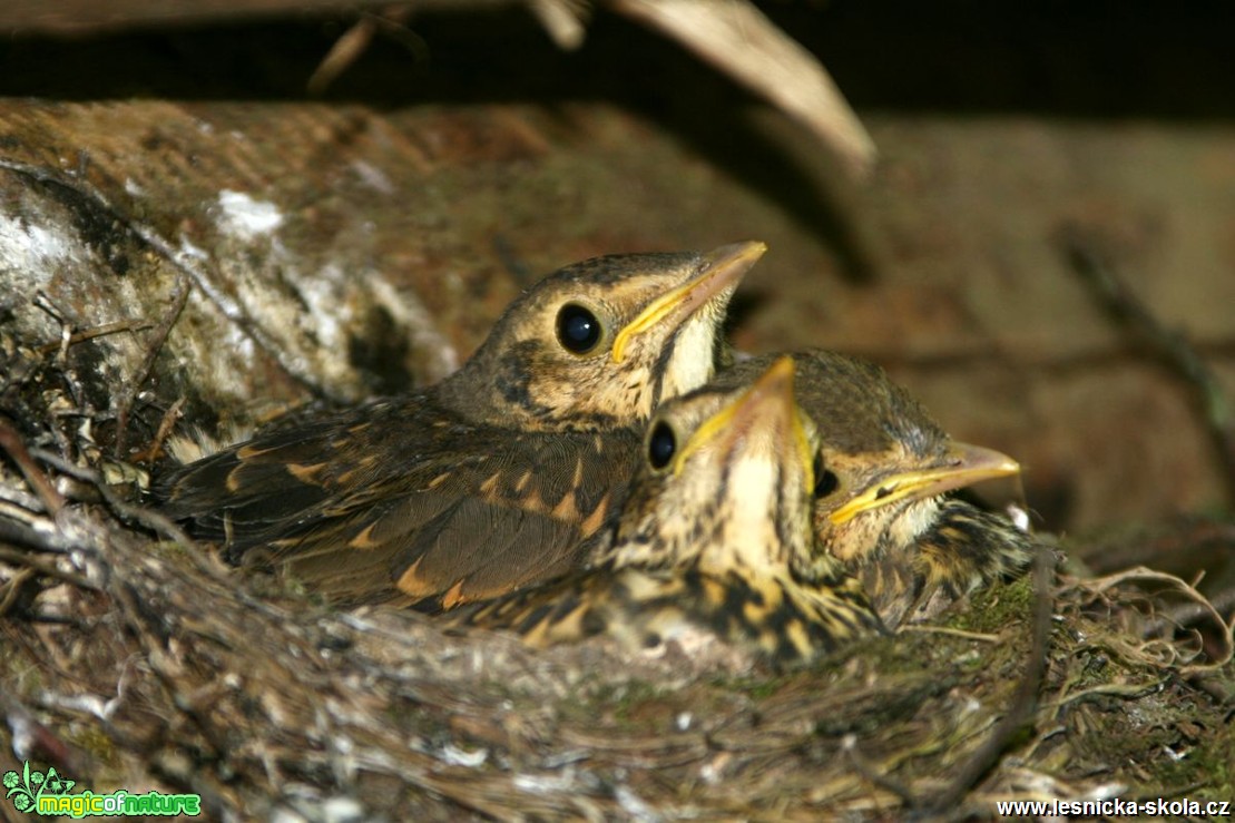 Kos černý - Turdus merula - Foto Vladimír Petřina (2)