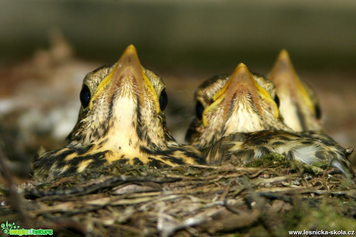 Kos černý - Turdus merula - Foto Vladimír Petřina (3)