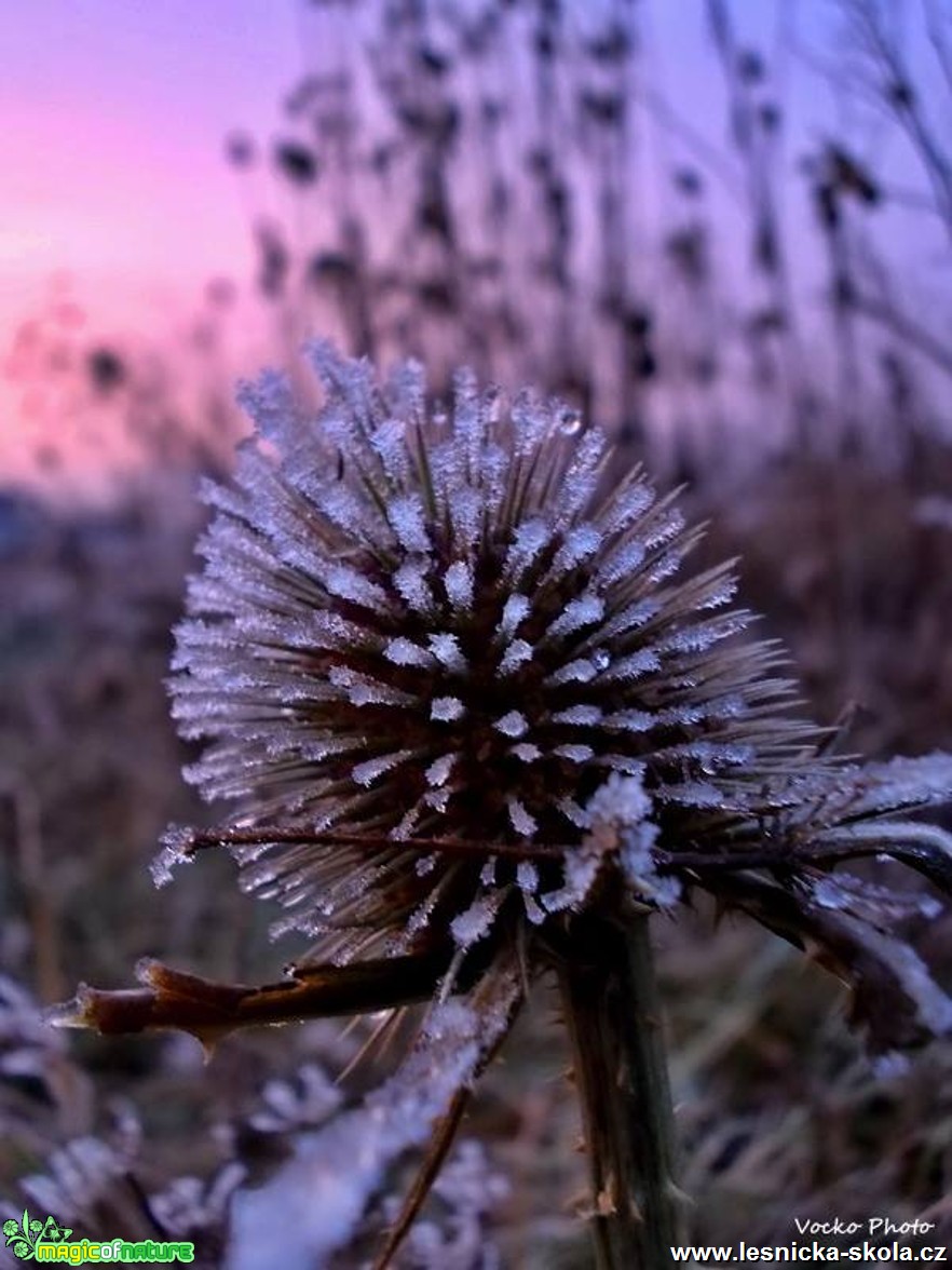 V objetí mrazu - Foto Jiří Havel