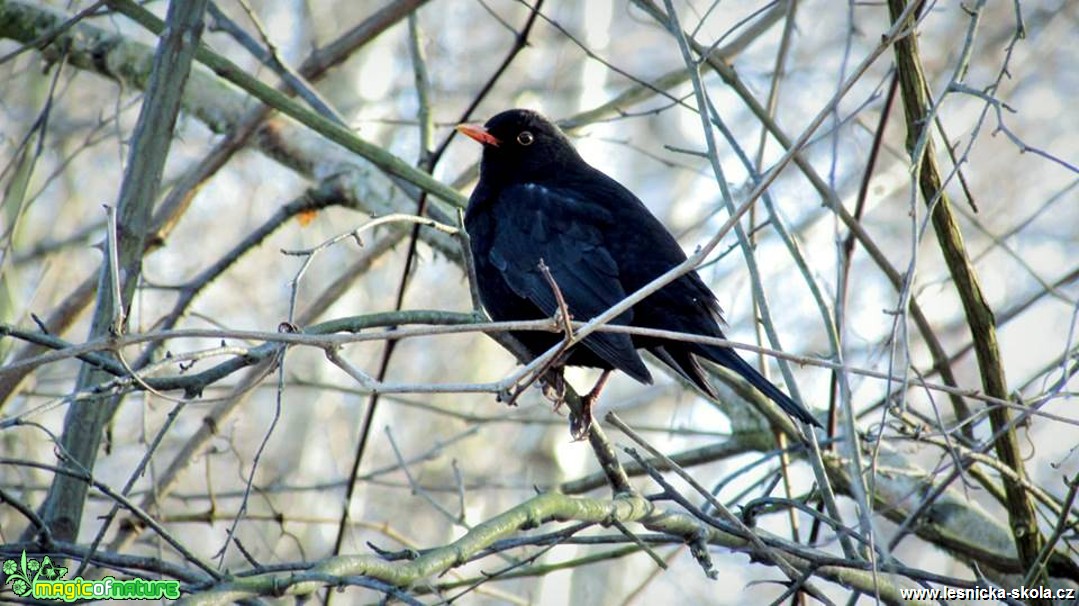 Kos černý - Turdus merula - Foto Rasťo Salčík (2)