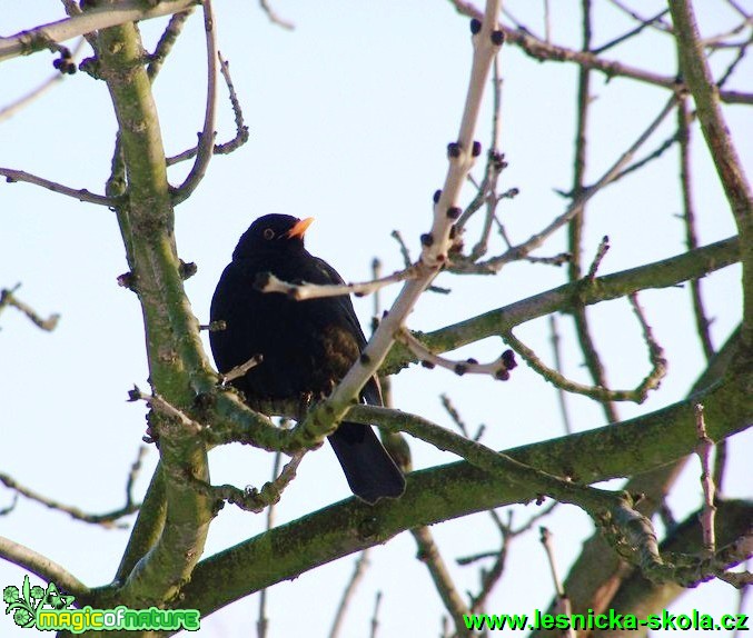 Kos černý - Turdus merula - Foto David Hlinka