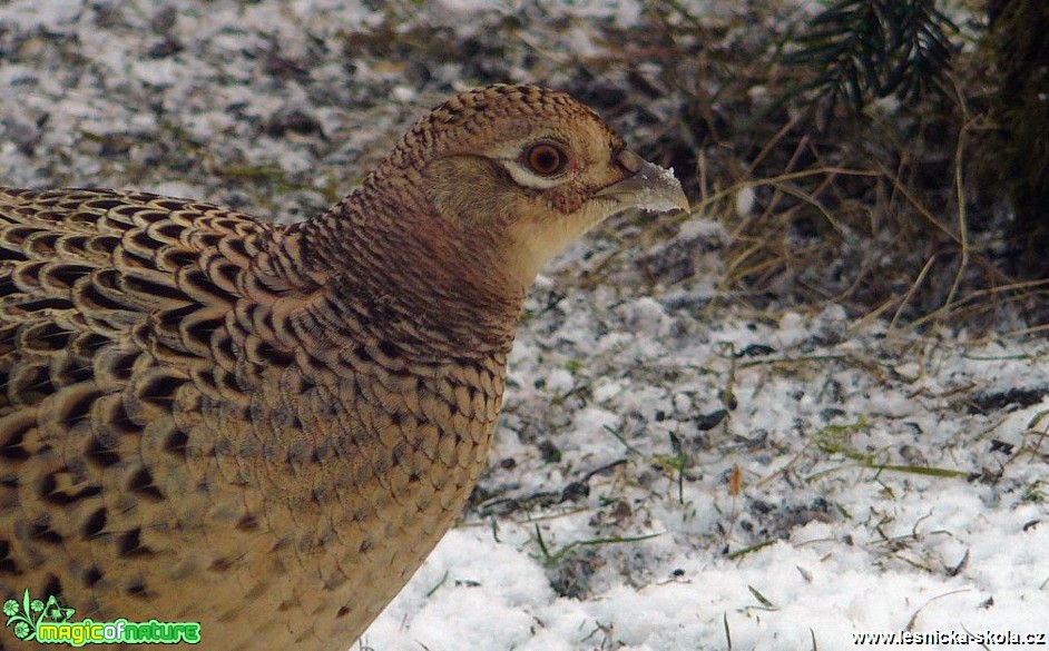 Bažant obecný - Phasianus colchicus - Foto Pavel Stančík (3)