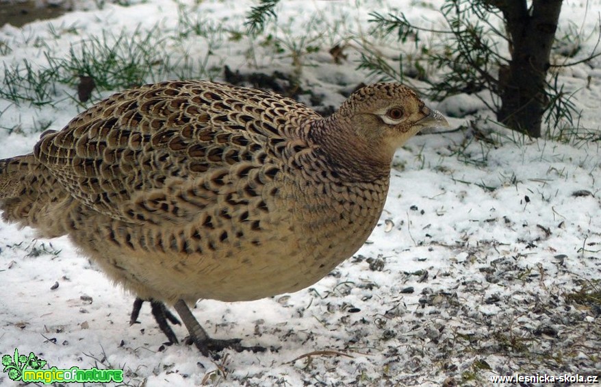 Bažant obecný - Phasianus colchicus - Foto Pavel Stančík (4)