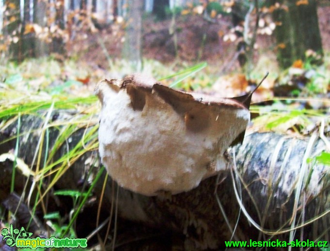 Březovník březový - Piptoporus betulinus - Foto Miroslav Traxler