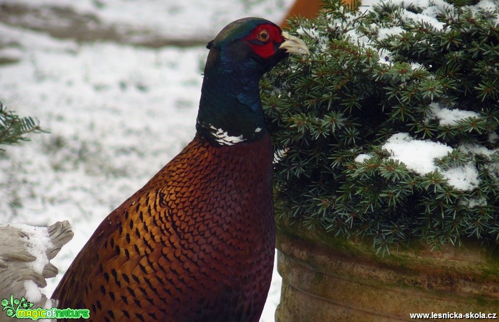 Bažant obecný - Phasianus colchicus - Foto Pavel Stančík