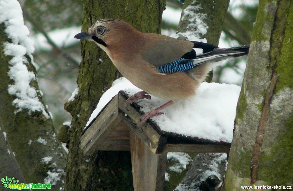 Sojka obecná - Garrulus glandarius - Foto Pavel Stančík