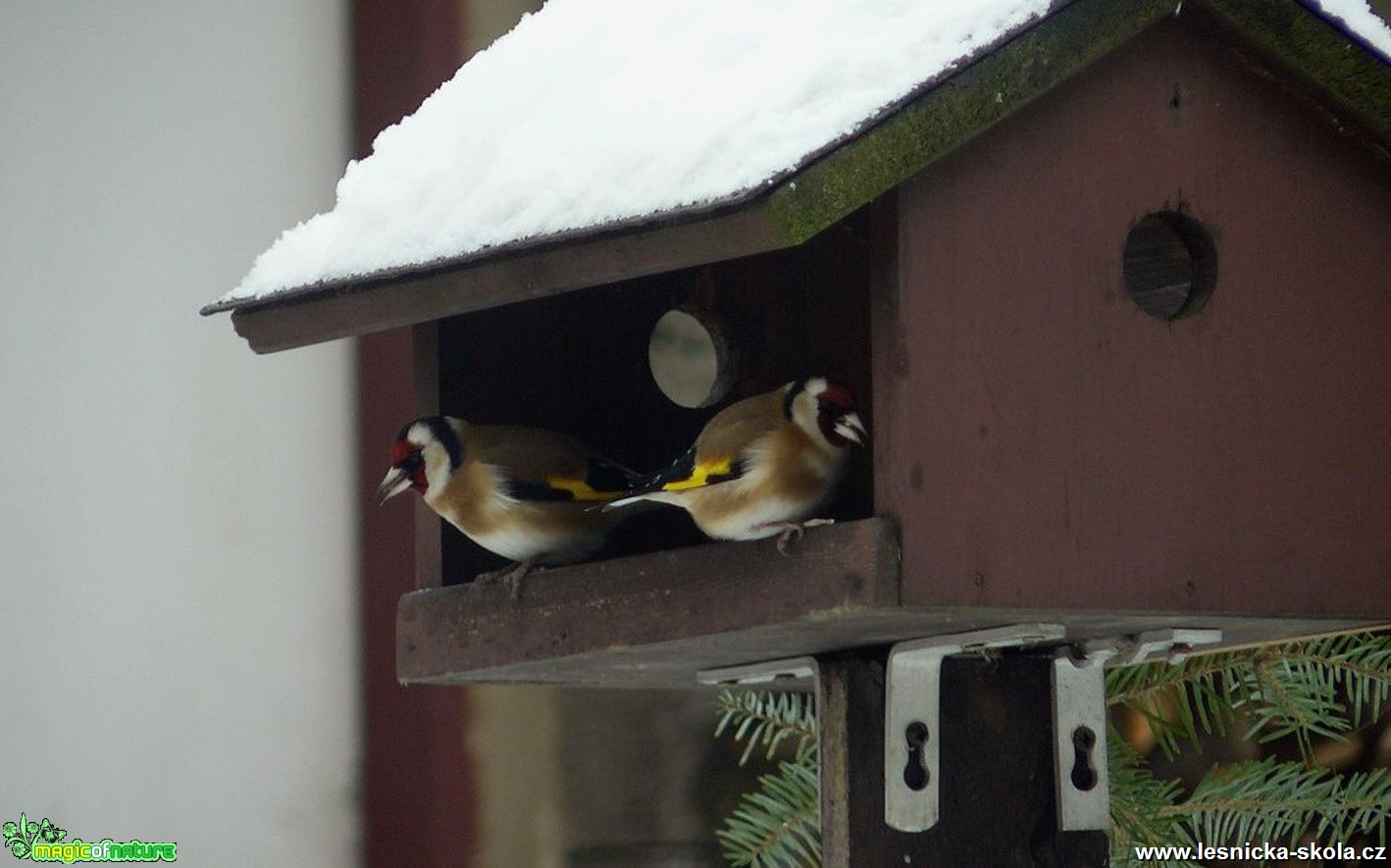 Stehlík obecný - Carduelis carduelis - Foto Pavel Stančík