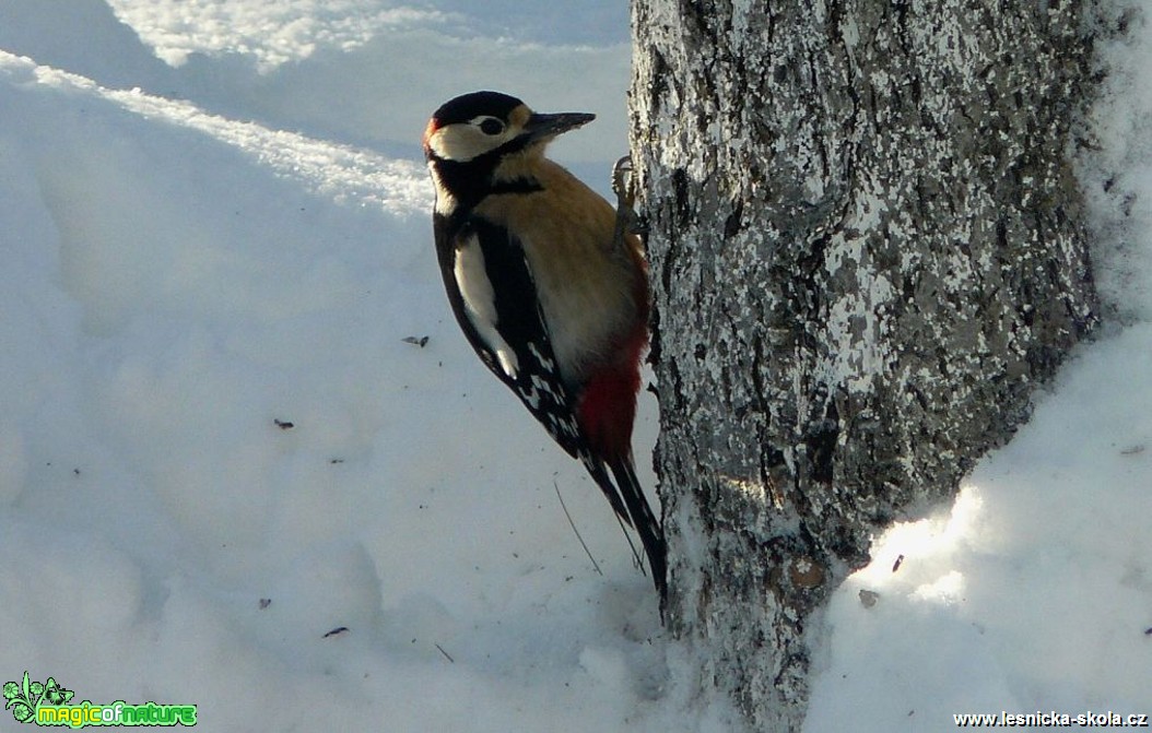 Strakapoud velký - Dendrocopus major - Foto Pavel Stančík