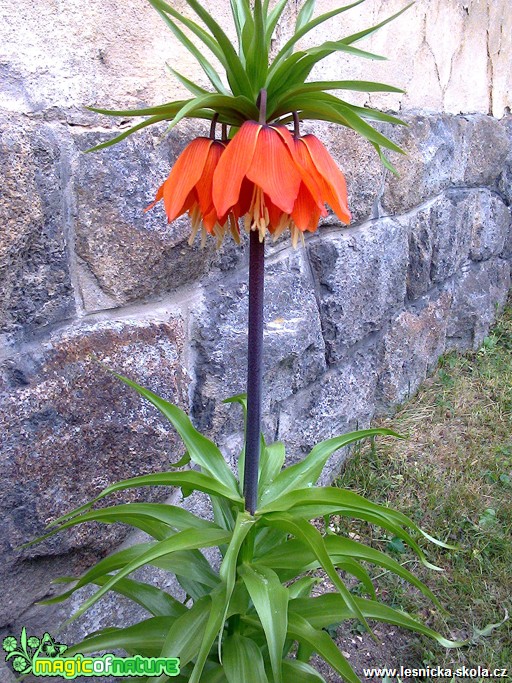 Řebčík královský - Fritillaria imperialis - Foto Michaela Petrová (2)