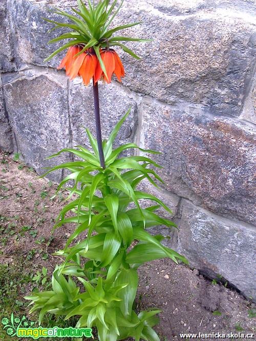 Řebčík královský - Fritillarria imperialis - Foto Michaela Petrová (1)