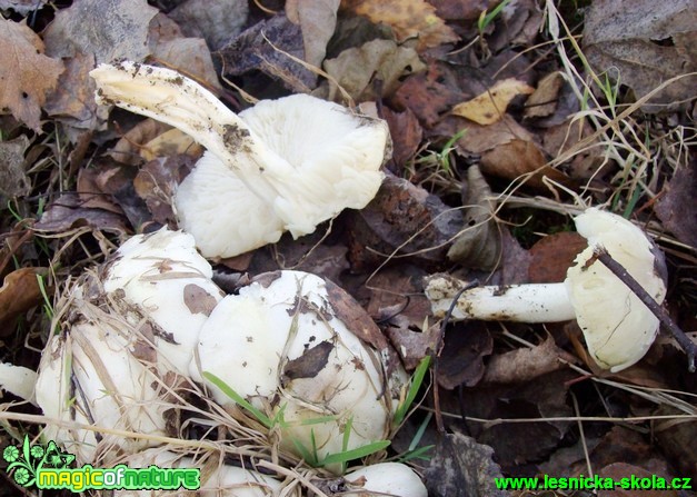 Čirůvka havelka - Tricholoma sejunctum - Foto Miroslav Traxler