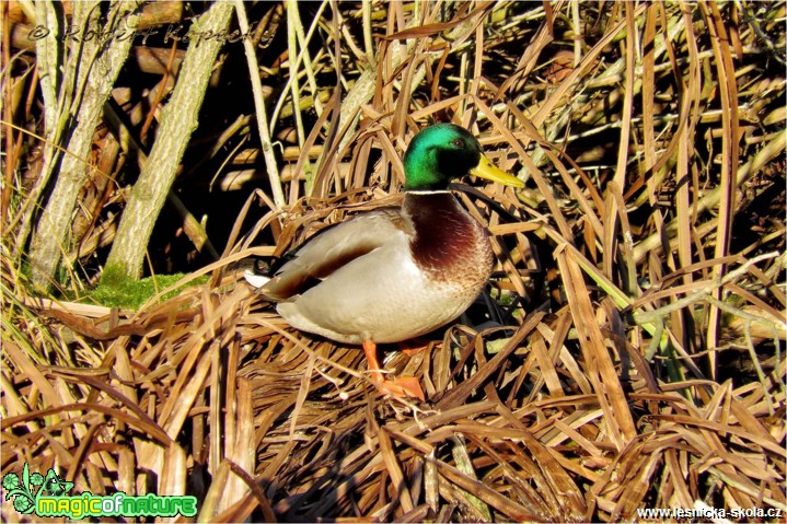 Kachna divoká - Anas platyrhynchos ♂ - Foto Robert Kopecký