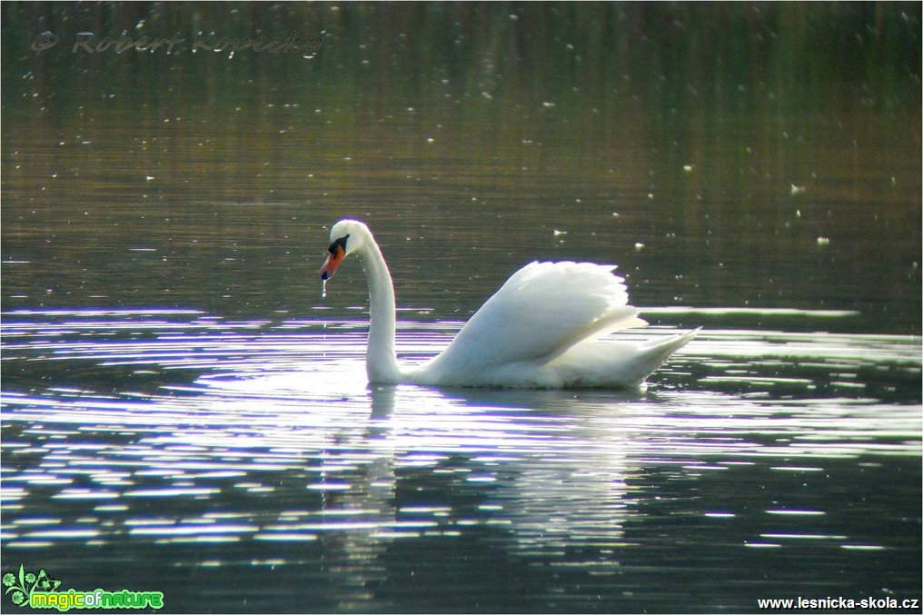 Labuť velká - Cygnus olor ♂ - Foto Robert Kopecký